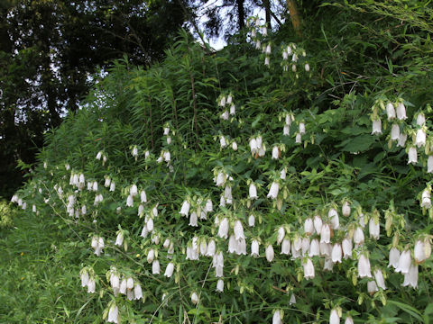 Campanula punctata