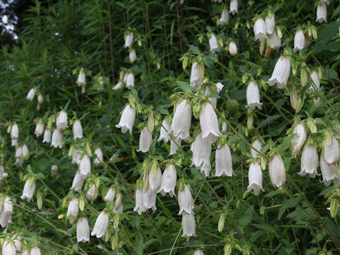 Campanula punctata