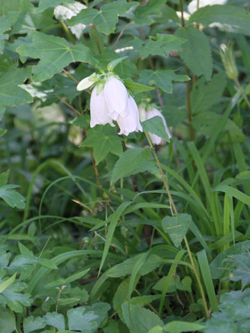 Campanula punctata