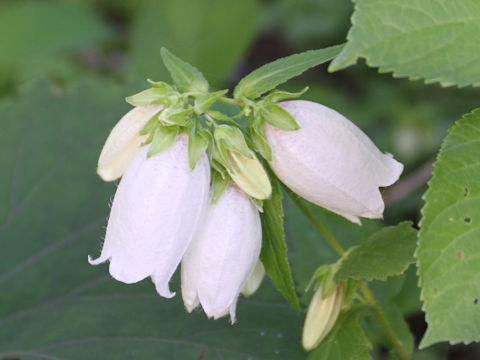 Campanula punctata