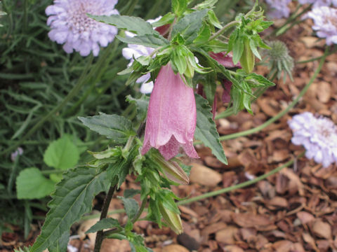 Campanula punctata