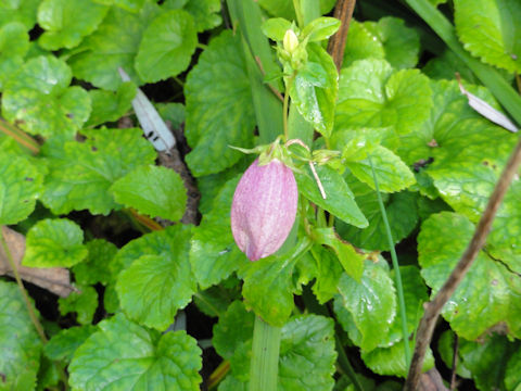 Campanula punctata