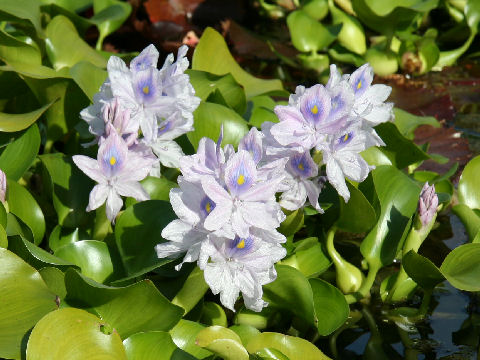 Eichhornia crassipe