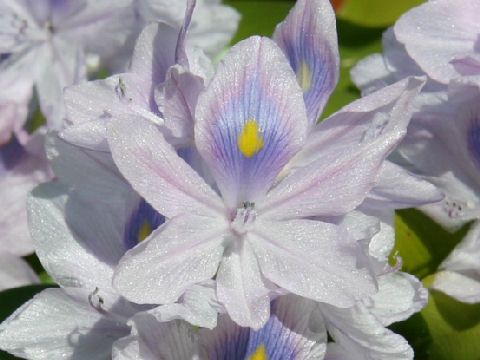 Eichhornia crassipe