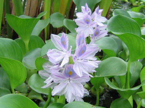 Eichhornia crassipe