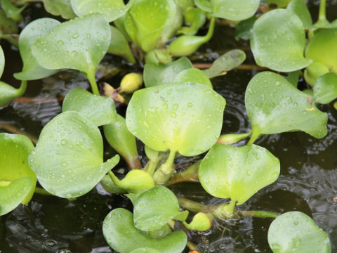 Eichhornia crassipe