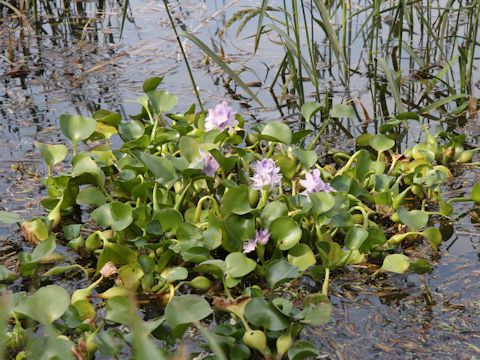 Eichhornia crassipe