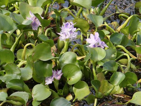 Eichhornia crassipe