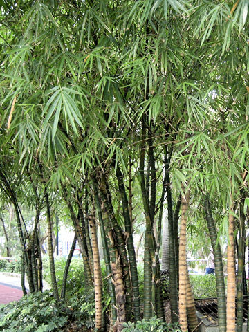 Phyllostachys aurea