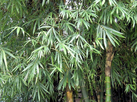 Phyllostachys aurea