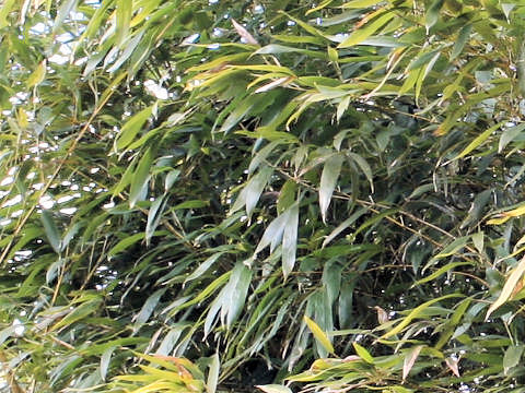 Phyllostachys aurea