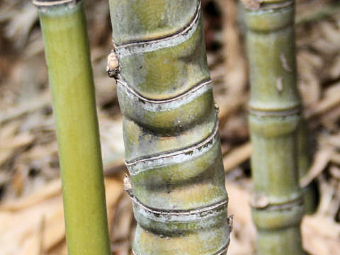 Phyllostachys aurea