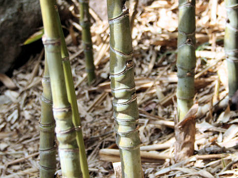 Phyllostachys aurea