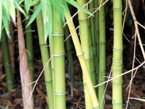 Phyllostachys aurea