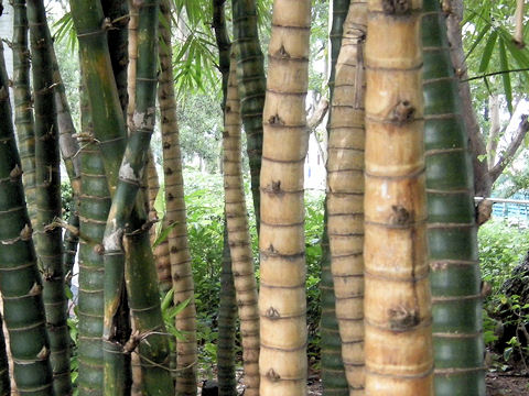 Phyllostachys aurea