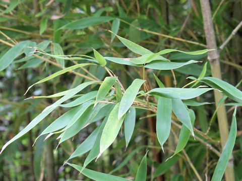 Phyllostachys aurea