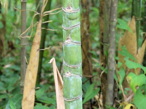 Phyllostachys aurea