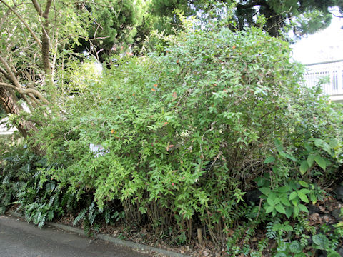 Berberis sanguinea