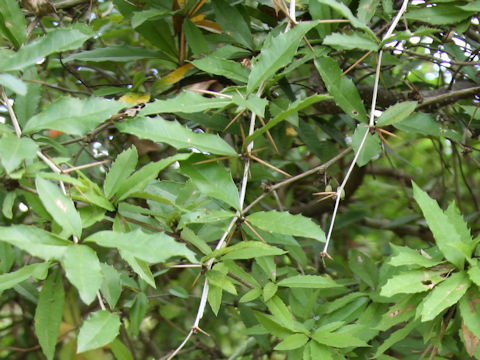 Berberis sanguinea