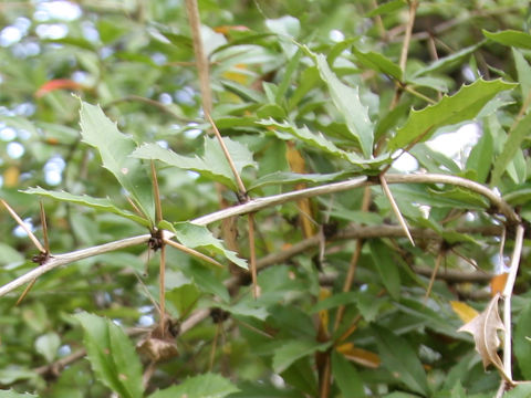 Berberis sanguinea