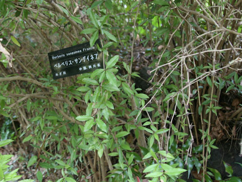 Berberis sanguinea