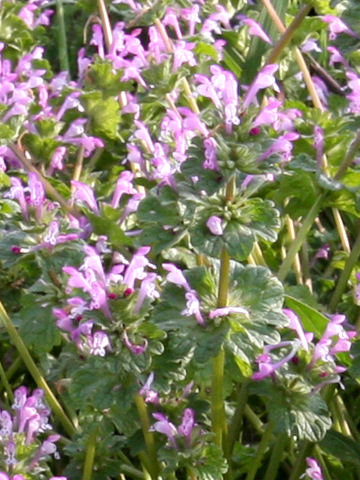 Lamium amplexicaule