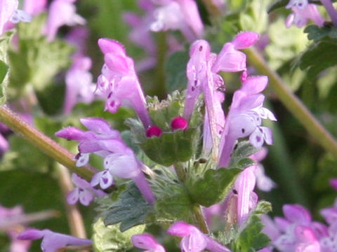 Lamium amplexicaule