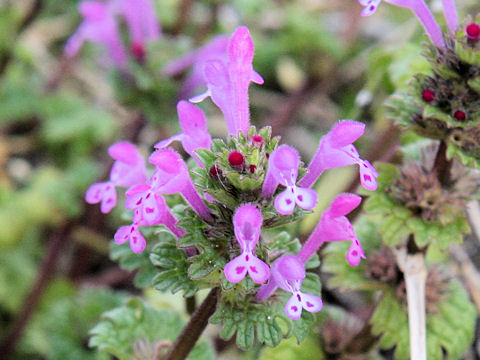 Lamium amplexicaule