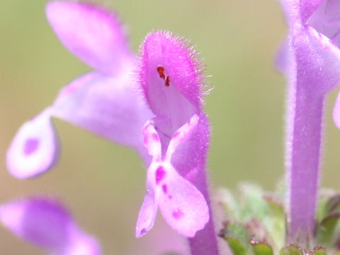 Lamium amplexicaule