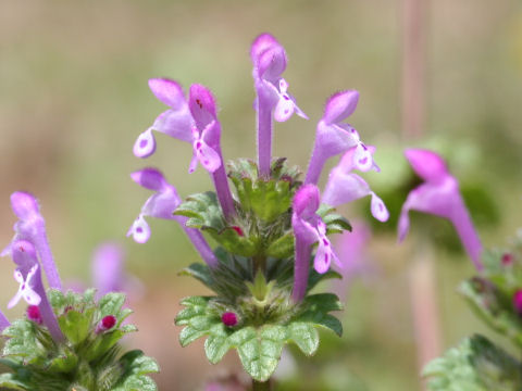 Lamium amplexicaule