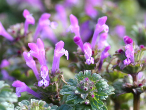 Lamium amplexicaule