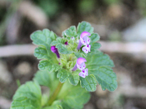 Lamium amplexicaule