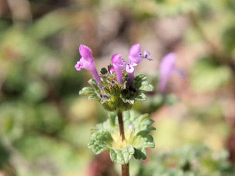 Lamium amplexicaule