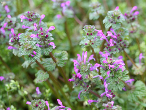 Lamium amplexicaule