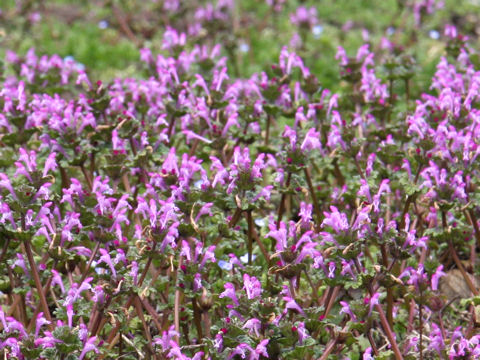 Lamium amplexicaule