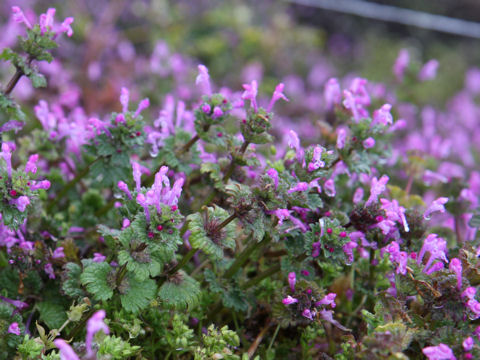 Lamium amplexicaule