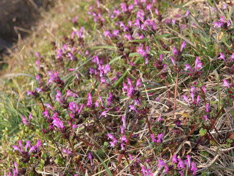 Lamium amplexicaule