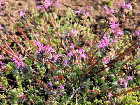 Lamium amplexicaule