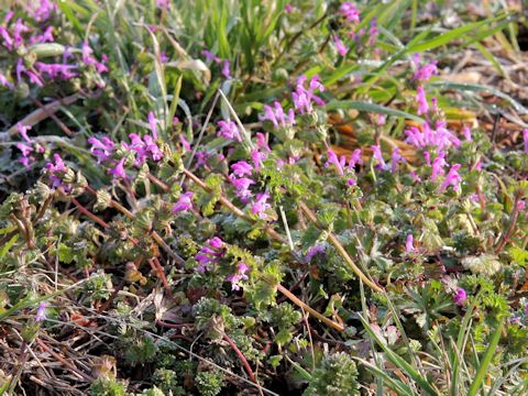 Lamium amplexicaule