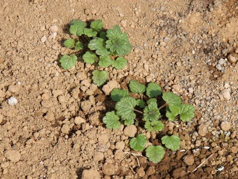 Lamium amplexicaule