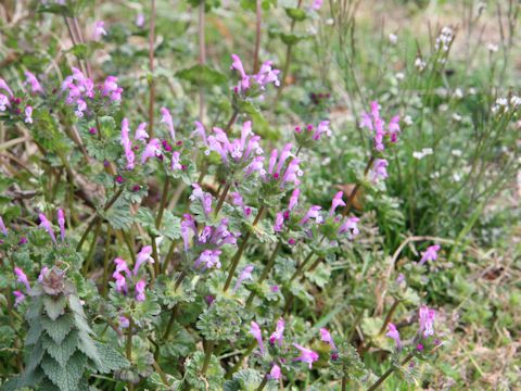 Lamium amplexicaule