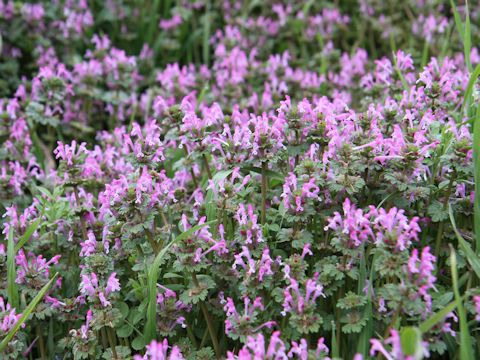 Lamium amplexicaule