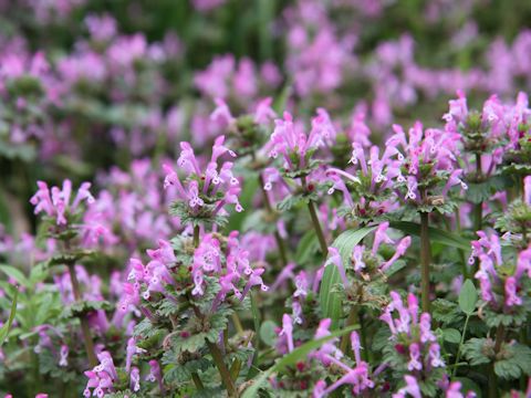 Lamium amplexicaule