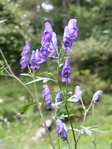 Aconitum senanense