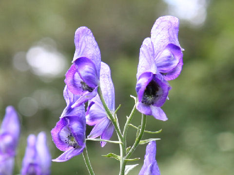 Aconitum senanense