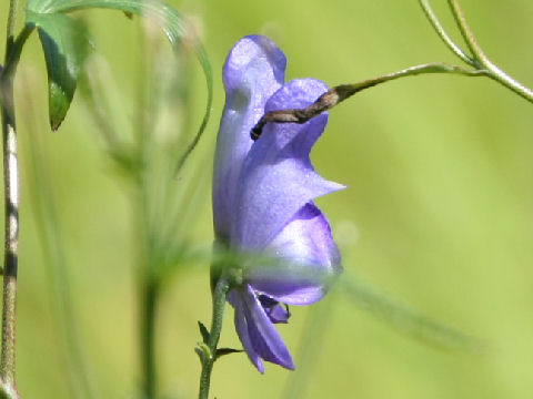 Aconitum senanense