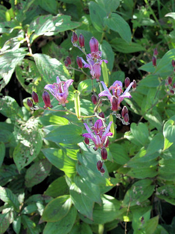 Tricyrtis hirta