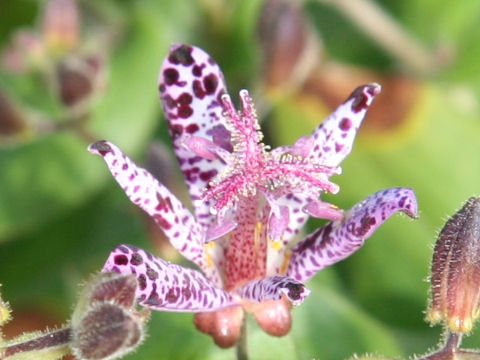 Tricyrtis hirta