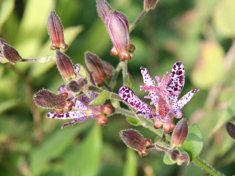 Tricyrtis hirta