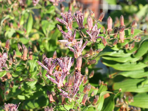 Tricyrtis hirta